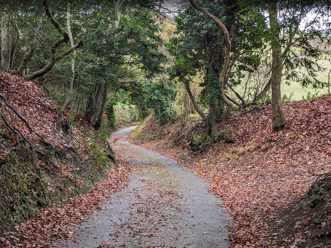 Quiet roads and woodland edges